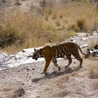 Tigerin im NP Ranthambore Indien