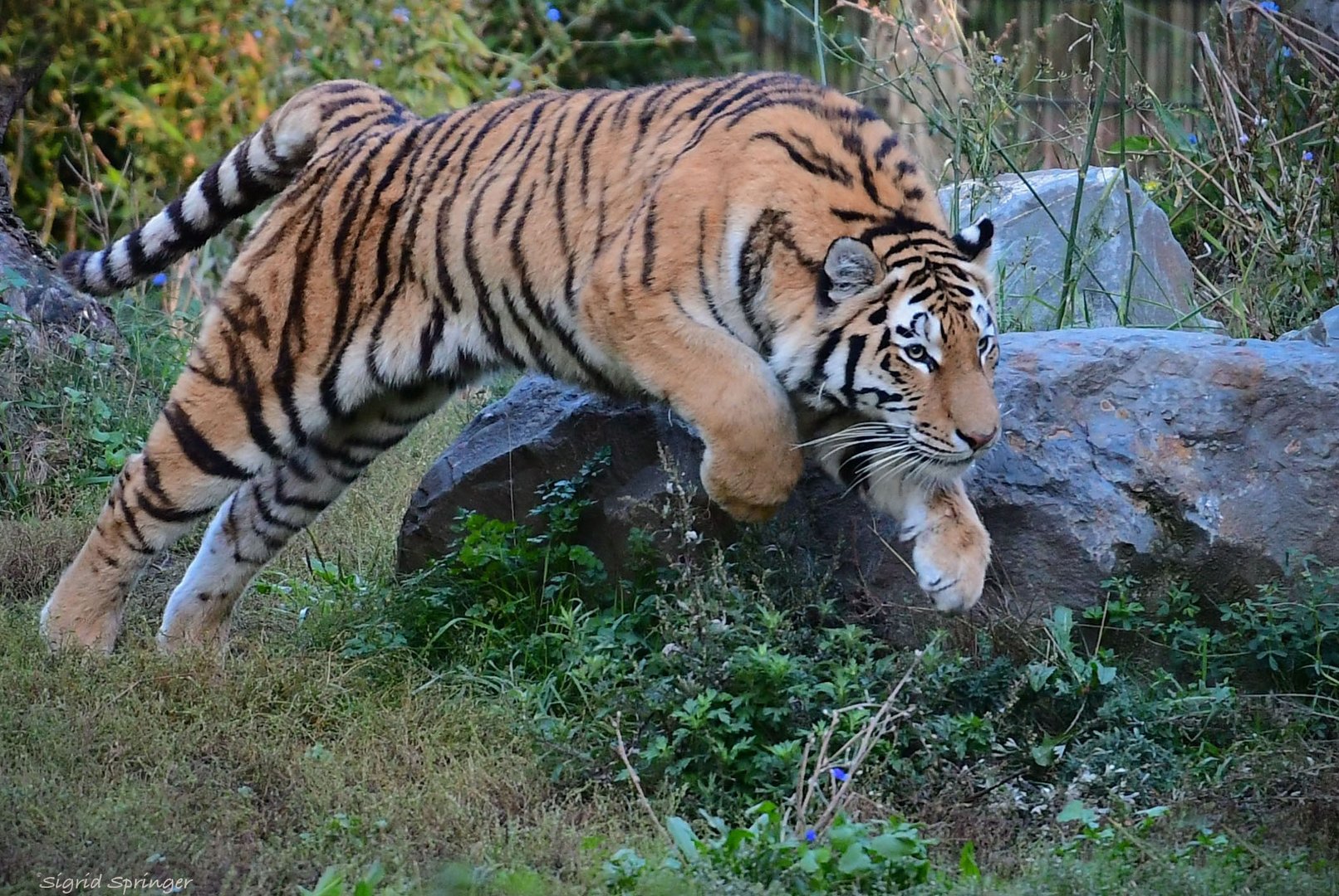 Tigerin in action