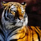 Tigerin Katinka 
