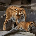 Tigerin mit Nachwuchs