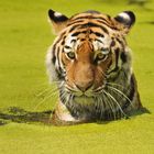 Tigerin nimmt ein Algenbad