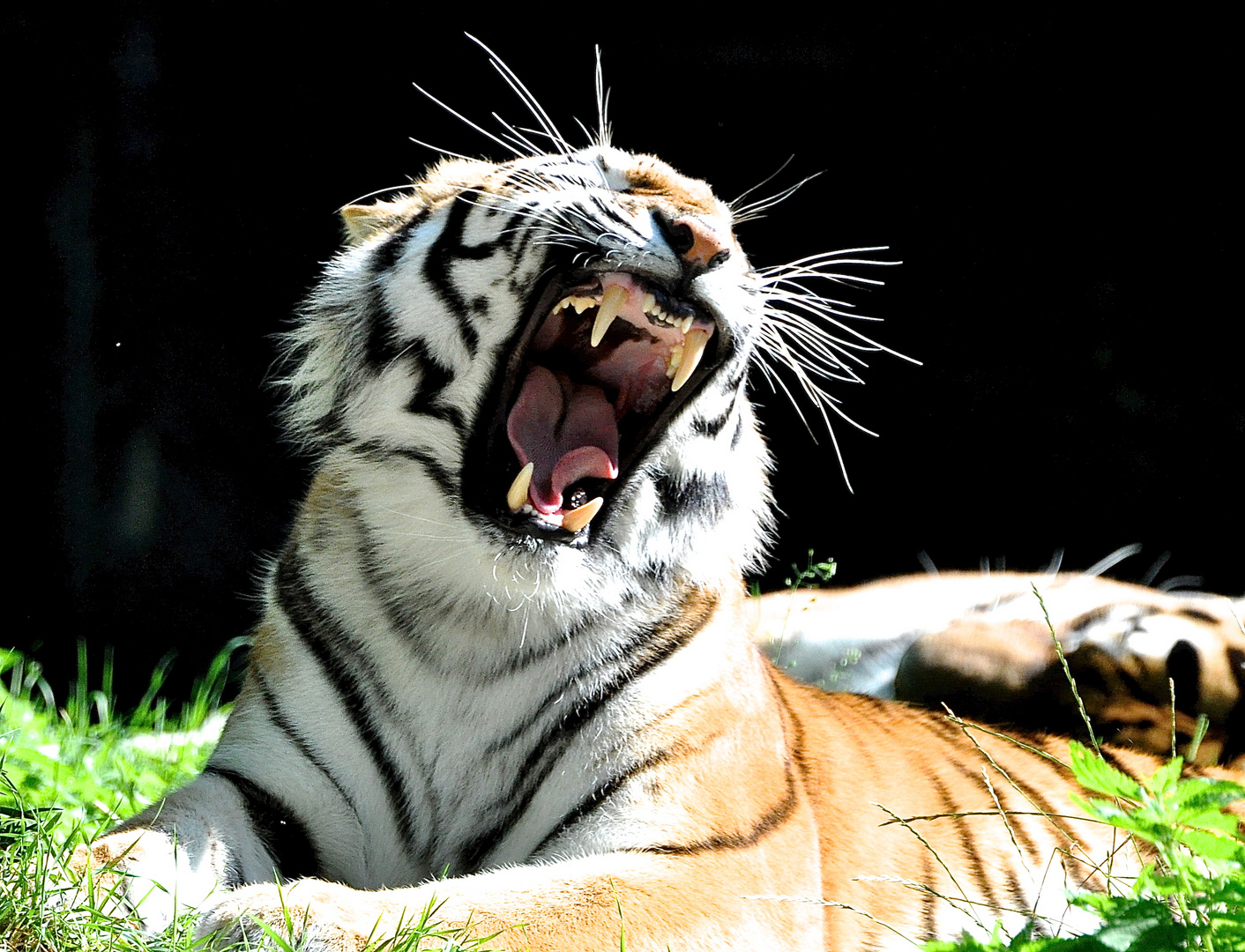 Tigerin Portrait