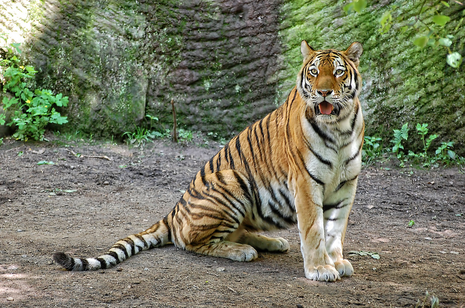 Tigerin «Sigena» im Nürnberger Zoo eingeschläfert