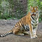 Tigerin «Sigena» im Nürnberger Zoo eingeschläfert