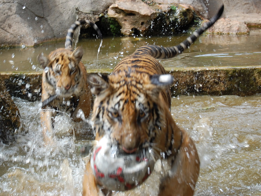 Tigerjagd in Thailand