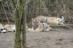 Tigerjunge in Köln 1