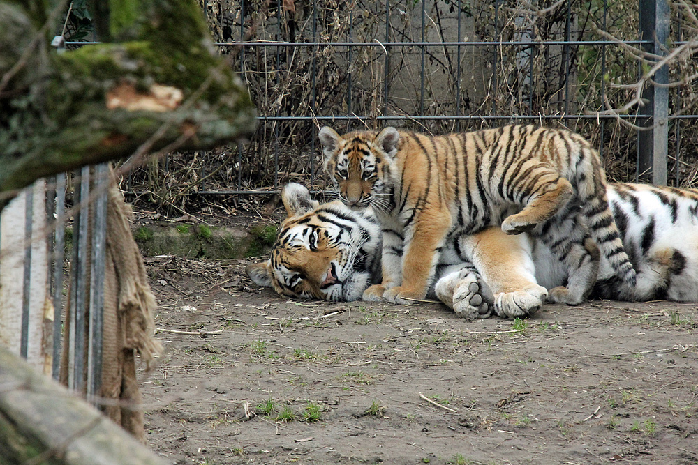 Tigerjunge in Köln 2