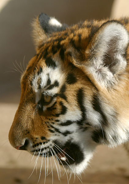 Tigerjunges im Zoo Hannover