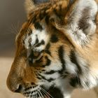 Tigerjunges im Zoo Hannover