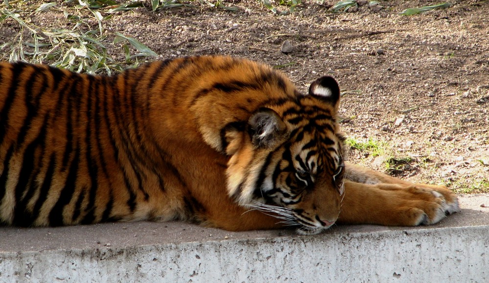 Tigerjunges in der Wilhelma