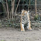 Tigerjunges in Köln