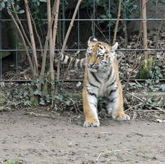 Tigerjunges in Köln