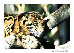 Tigerkätzchen bzw Panthera Nebulosa ;o)