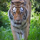Tigerkater El-Roi 