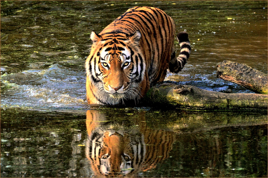 Tigerkater Elroy im Duisburger Zoo