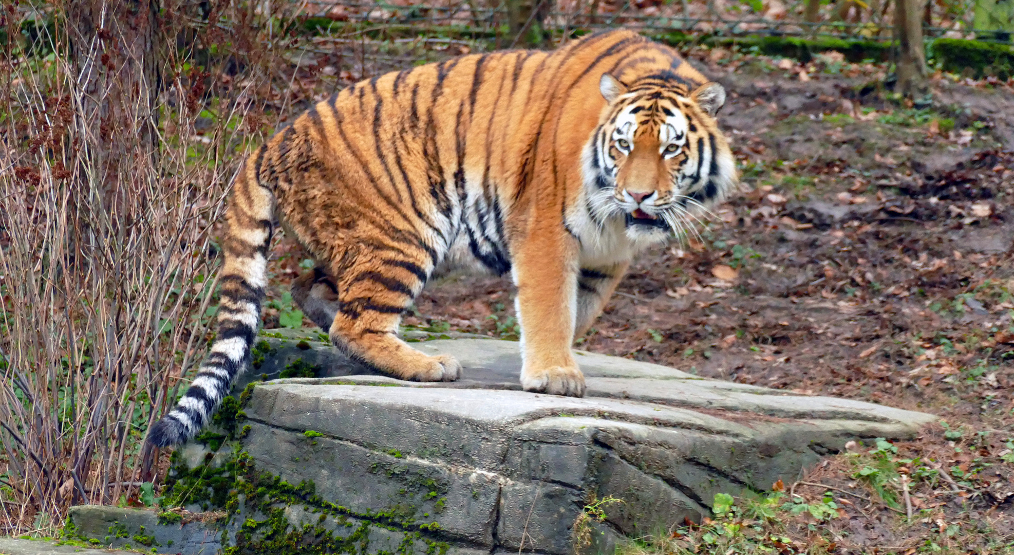 Tigerkater Kasimir