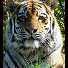 Tigerkater Puhdy