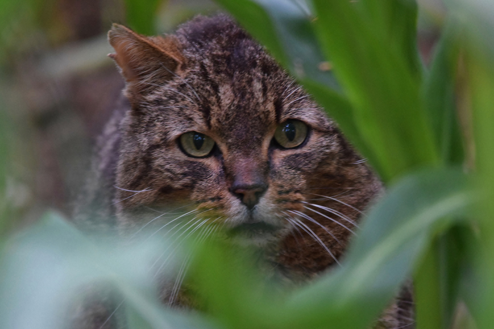 Tigerkatze