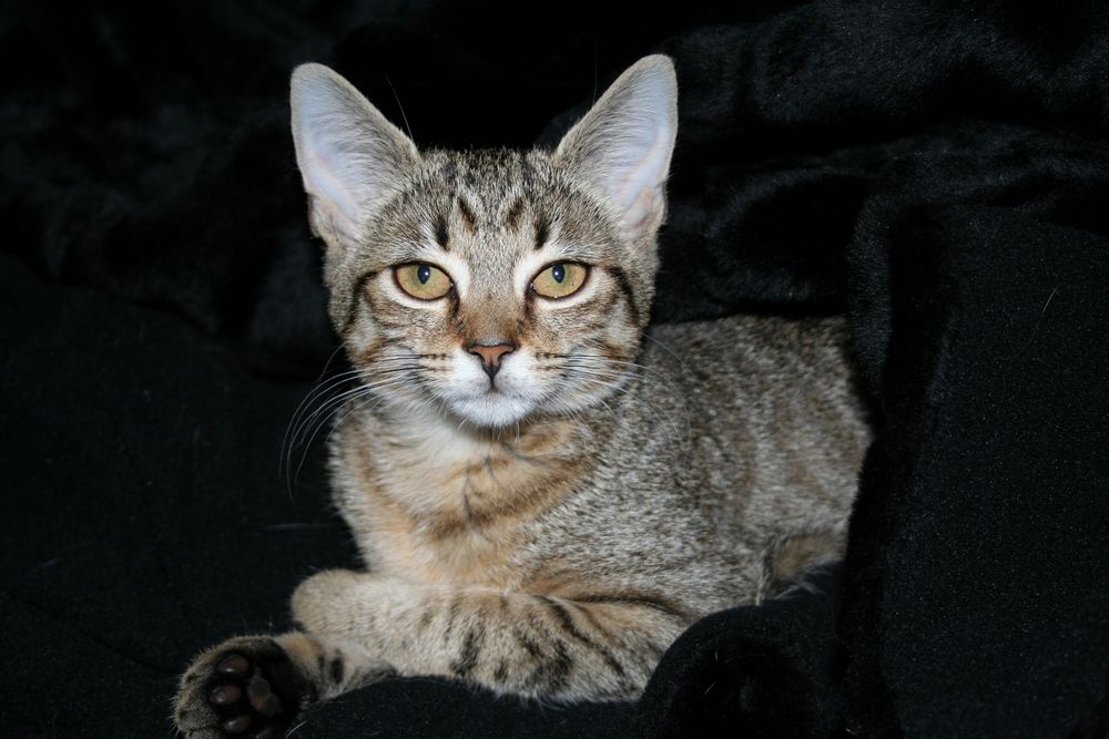 Tigerkatze Foto & Bild | tiere, haustiere, katzen Bilder auf fotocommunity