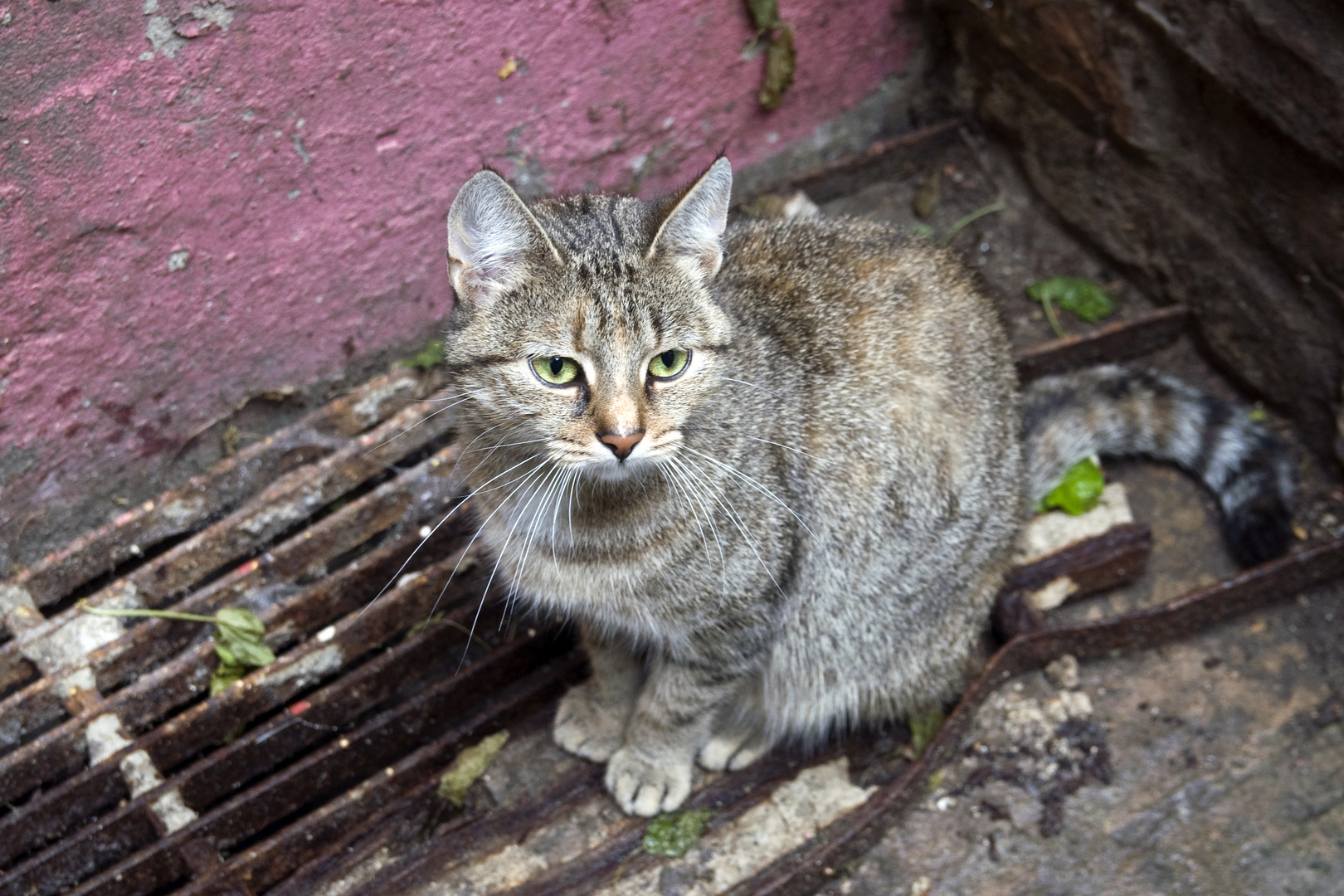 TIGERKATZE - Berlin-Prenzlauer Berg