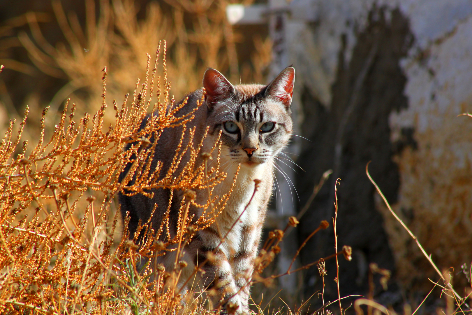 Tigerkatze