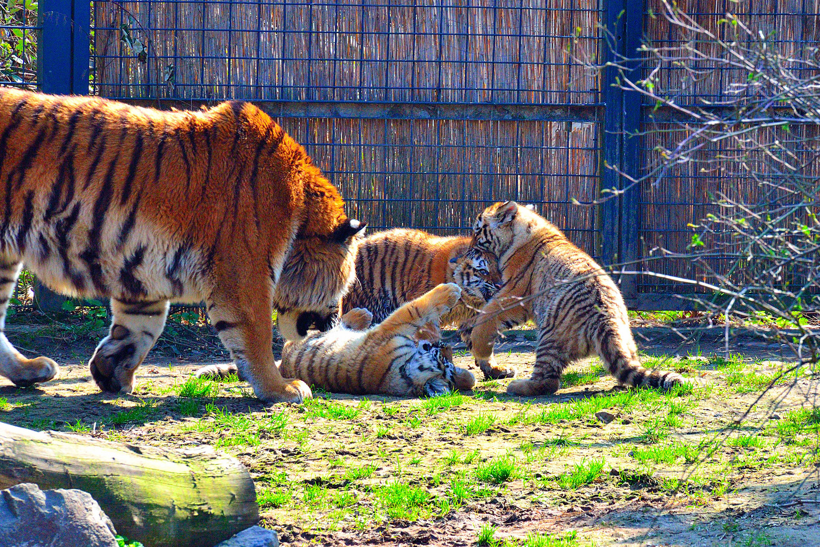 Tigerkinder beim spielen