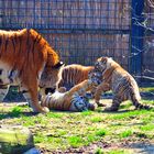 Tigerkinder beim spielen