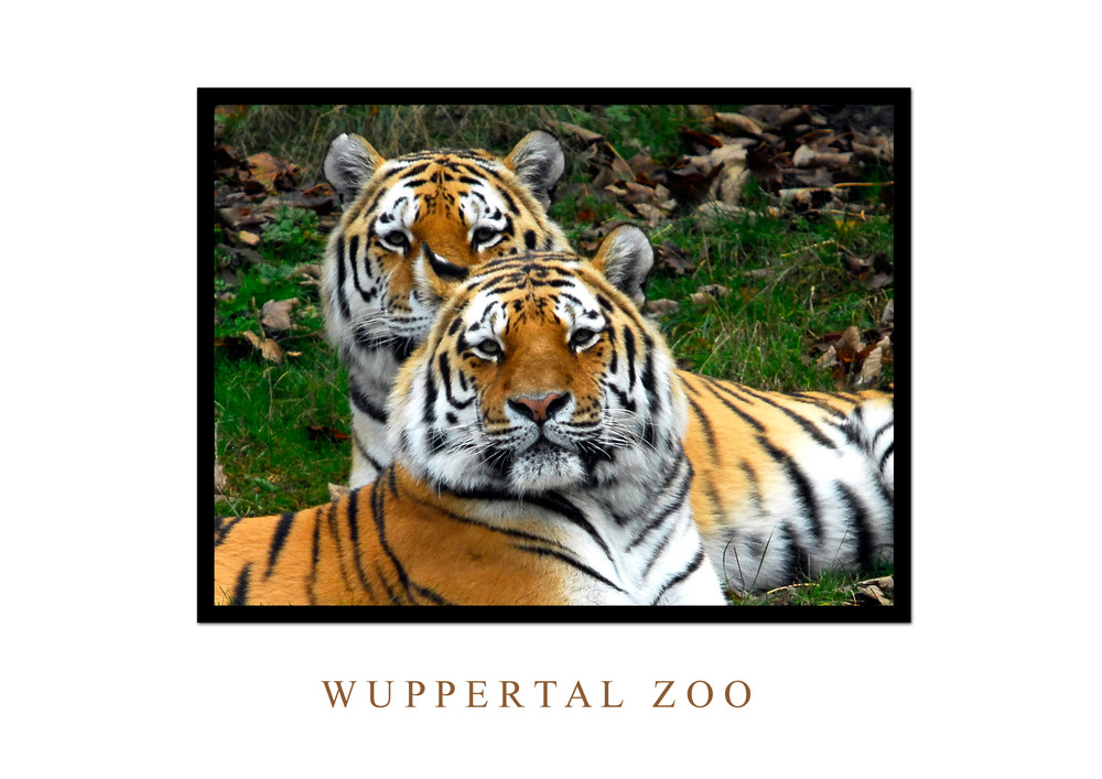 Tigerköpfe im Wuppertaler ZOO