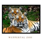 Tigerköpfe im Wuppertaler ZOO