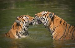 Tigerkonservation