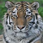 Tigerlady