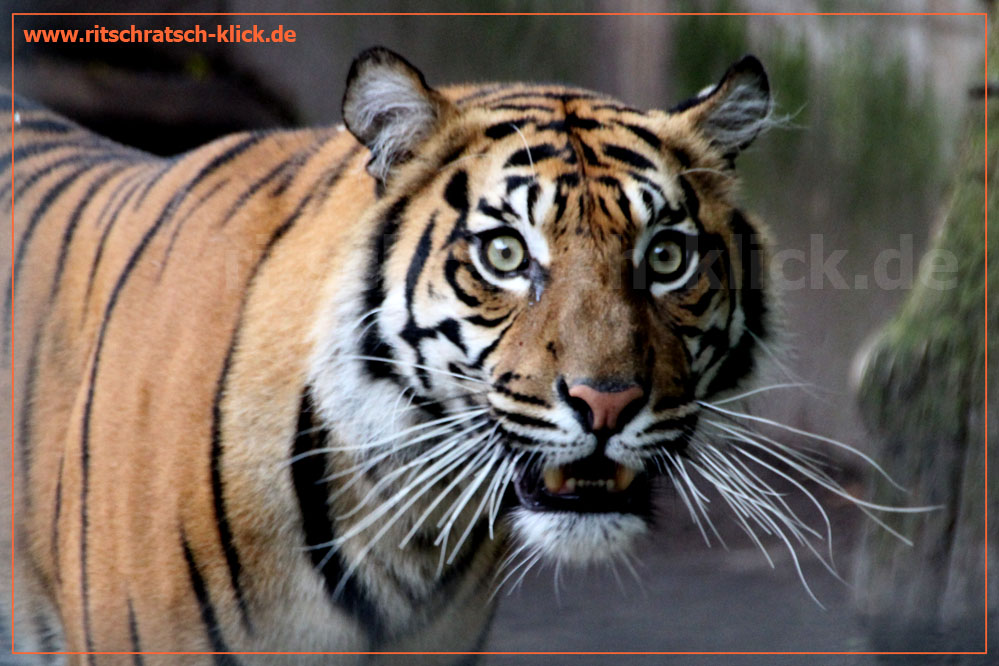 Tigerlady im Heidelberger Zoo