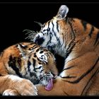 Tigerliebe 2