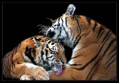 Tigerliebe 2