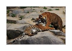 Tigerliebe