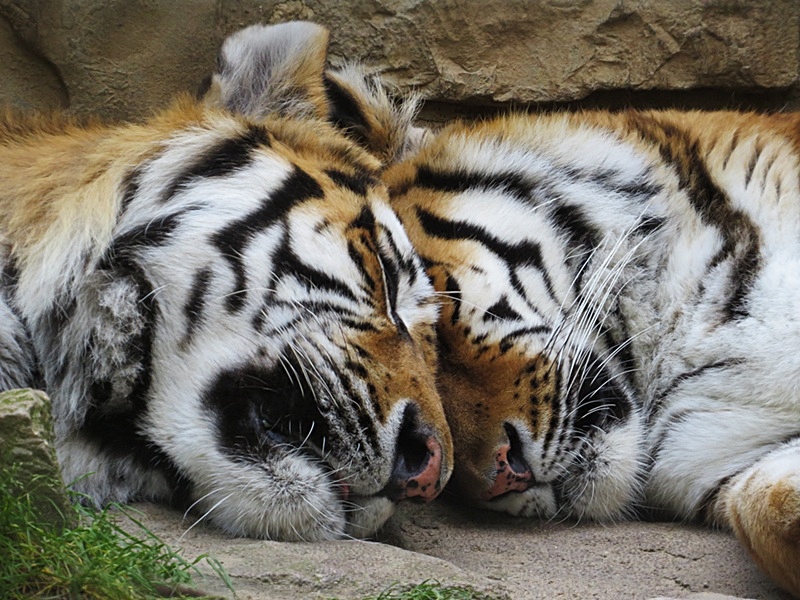 Tigerliebe