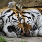 Tigerliebe