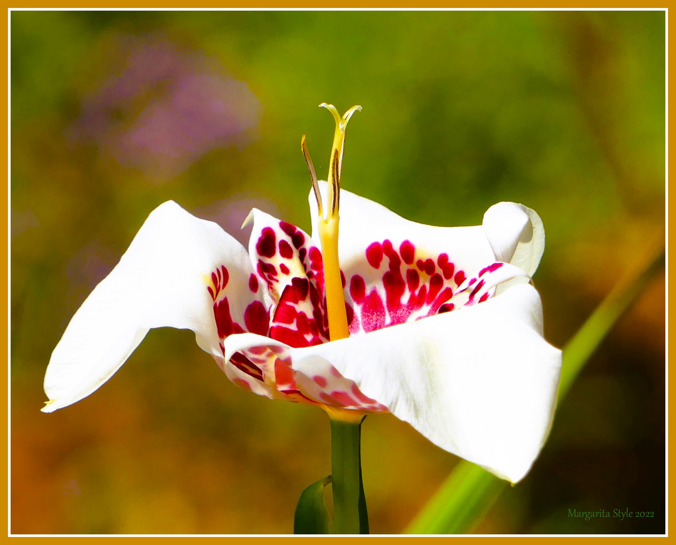 Tigerlilie Foto & Bild pflanzen, pilze & flechten, blüten