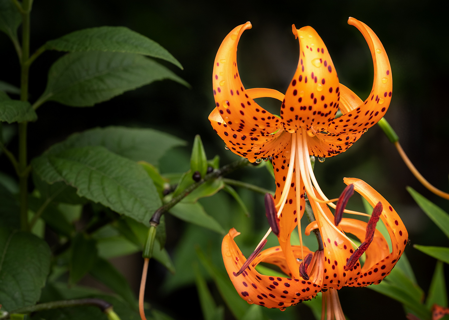 Tigerlilie Foto & Bild | sommer, makro, blumen Bilder auf fotocommunity