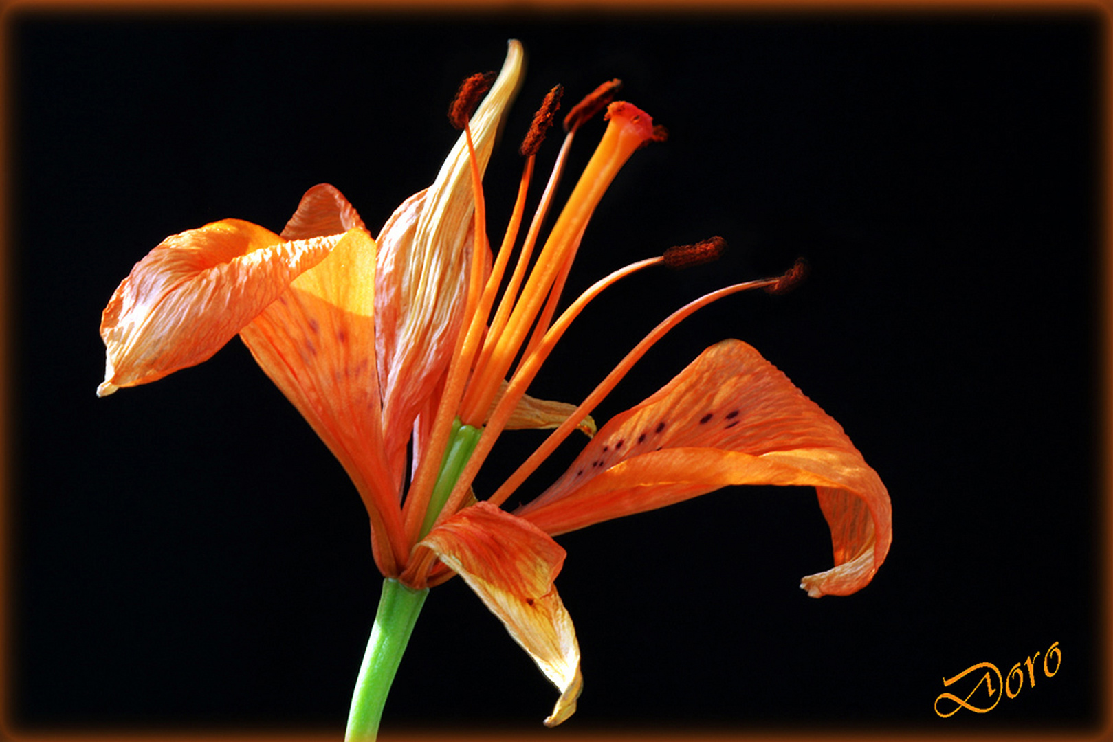 Tigerlilie Foto & Bild pflanzen, pilze & flechten, blüten