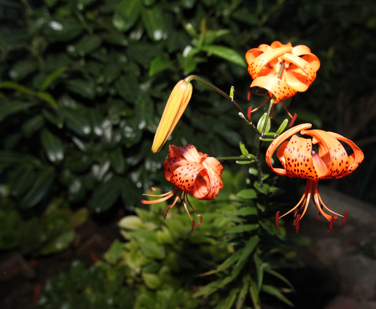 Tigerlilie - Lilium  lancifolium -    -2-