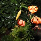 Tigerlilie - Lilium  lancifolium -    -2-