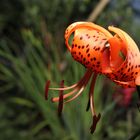 Tigerlilie  -Lilium tigrinum 