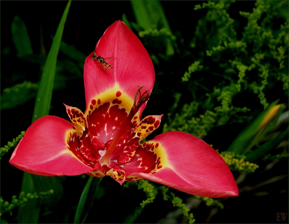 Tigerlilie (Tigridia pavonia)