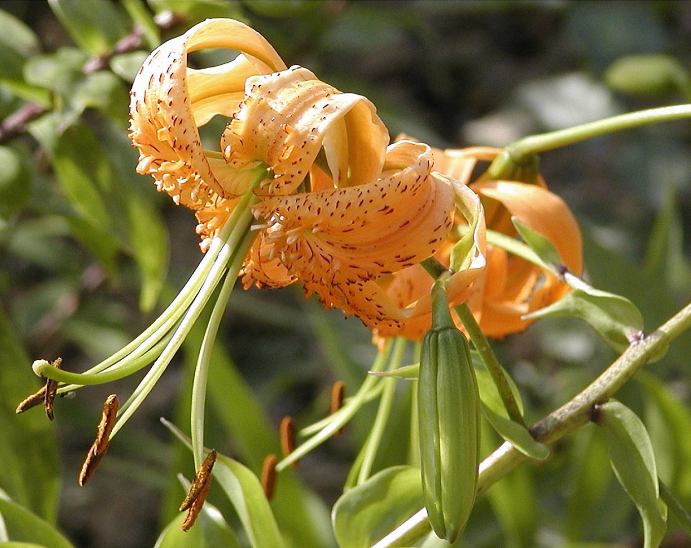 Tigerlilienblüten