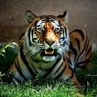 Tigerlilly