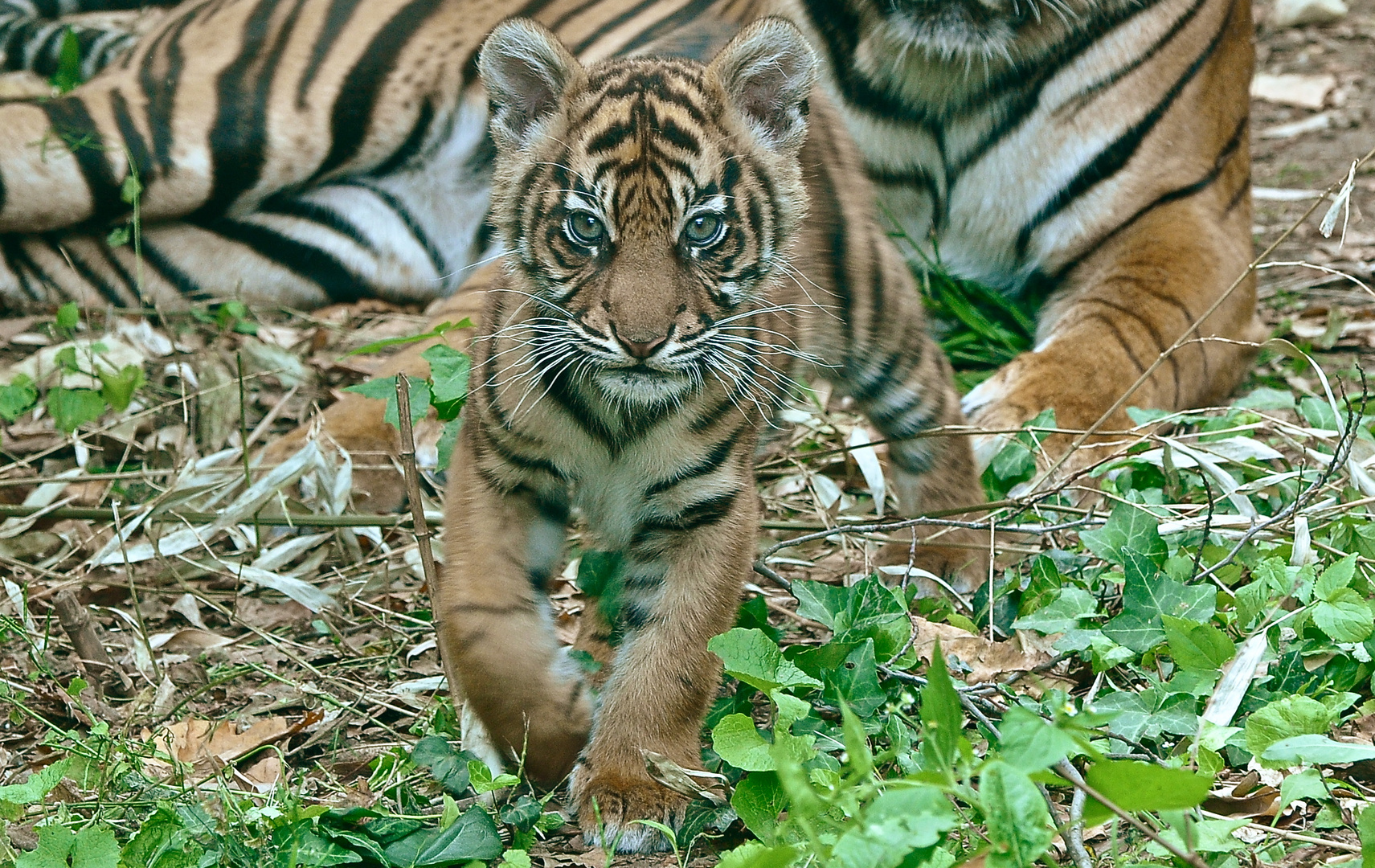 Tigermädchen Berani