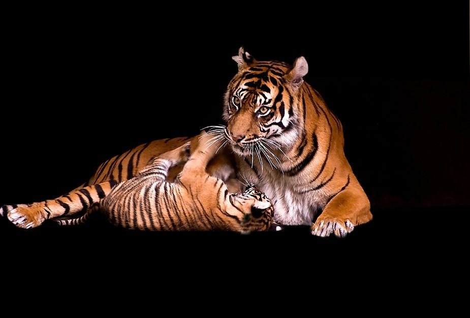 tigermama