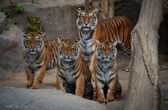 Tigermama Mayang mit drei von Ihren Youngsters