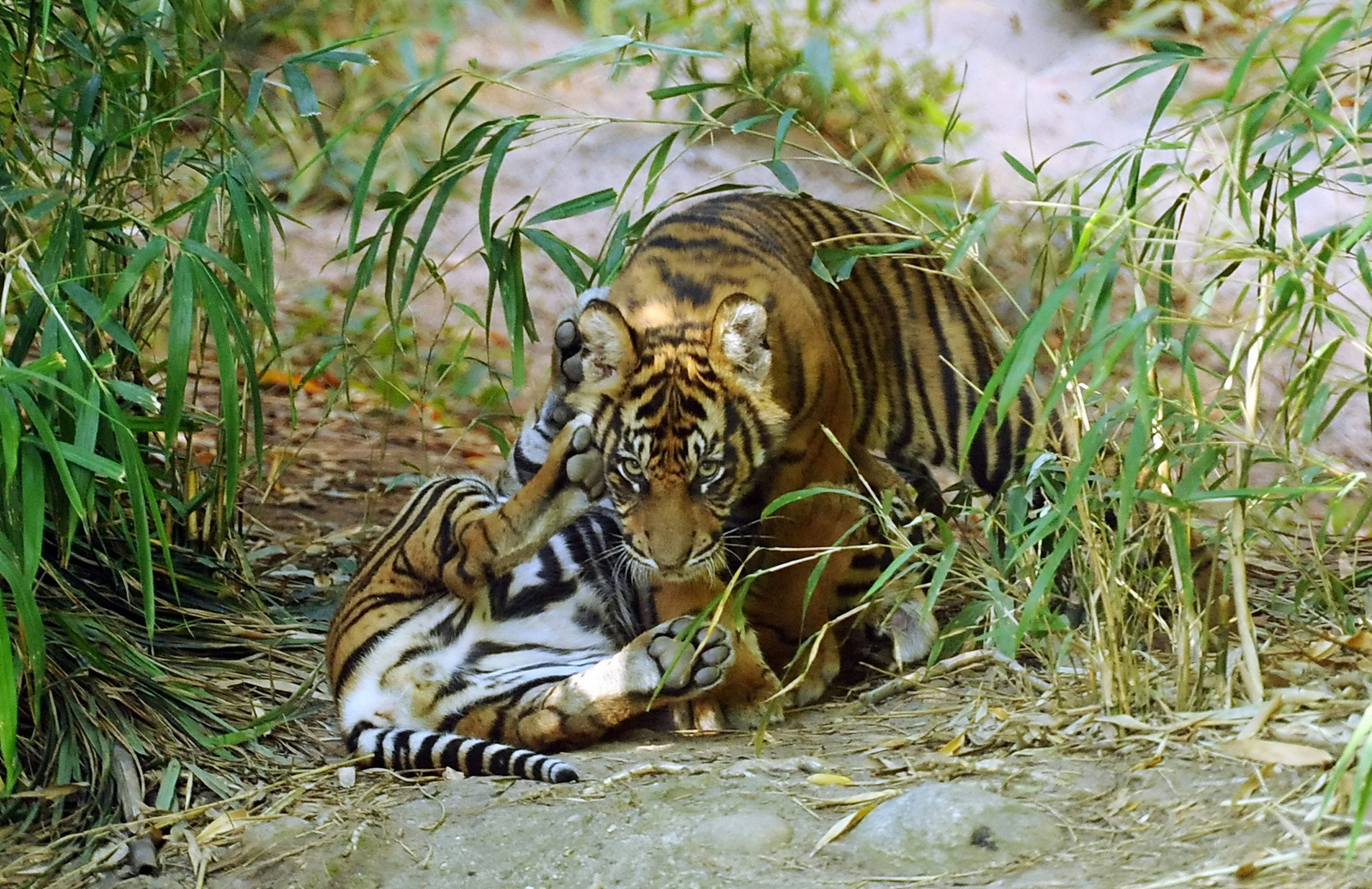 Tigermama mit ihrem Jungen